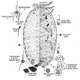   Ferrisia dasylirii   
 Illustration from Kaydan and Gullan (2012) 
 (c) Magnolia Press 